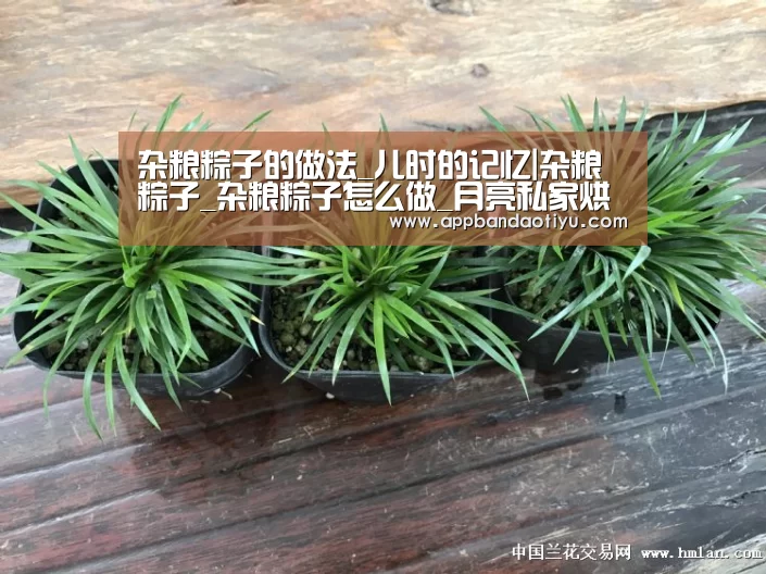杂粮粽子的做法_儿时的记忆|杂粮粽子_杂粮粽子怎么做_月亮私家烘焙的菜谱【bandaotiyu】(图1) 杂粮粽子的做法_儿时的记忆|杂粮粽子_杂粮粽子怎么做_月亮私家烘焙的菜谱【bandaotiyu】(图1)